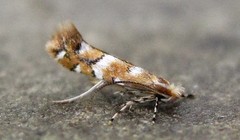 Cameraria bethunella