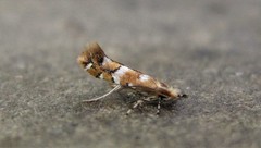 Cameraria bethunella