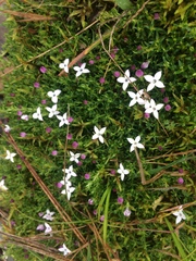 Arcytophyllum muticum