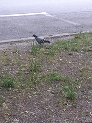 Columba livia domestica