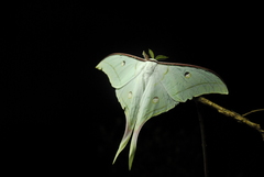 Actias selene