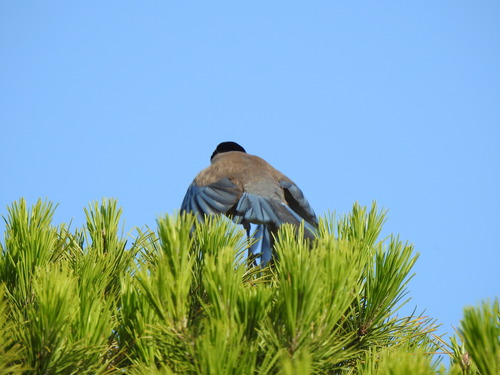 Rabilargo ibérico (Cyanopica cooki)