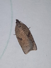 Meritastis polygraphana