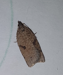 Meritastis polygraphana