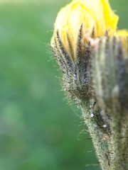 Pilosella cymosa