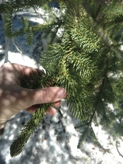 Abies magnifica