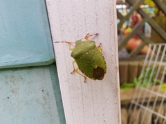 Palomena prasina