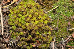 Syntrichia ruralis