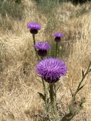 Onopordum cynarocephalum