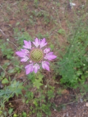 Dipsacoideae