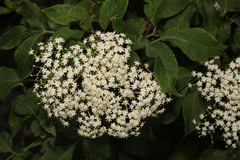 Sambucus nigra