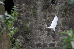 Egretta garzetta