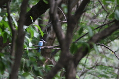 Todiramphus chloris