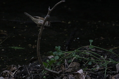 Passer montanus
