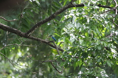 Todiramphus chloris