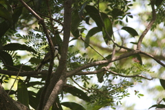 Rhipidura nigritorquis