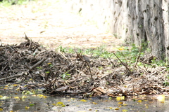 Geopelia striata