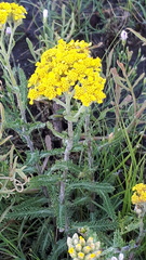 Achillea tomentosa