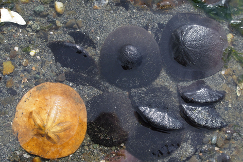 Eccentric Sand Dollar, photo 3 of 10