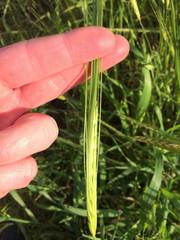 Hordeum spontaneum