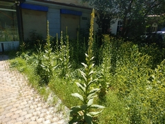 Verbascum thapsus