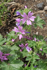 Malva sylvestris