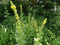 Verbascum thapsus