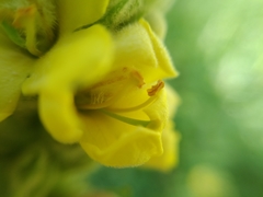Verbascum thapsus