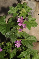 Malva sylvestris