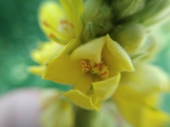 Verbascum thapsus