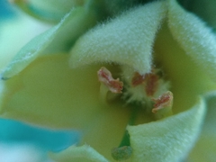 Verbascum thapsus