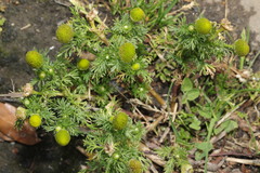 Matricaria discoidea