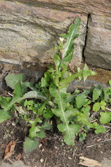 Sonchus oleraceus