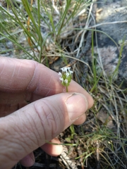 Plectritis macrocera macrocera