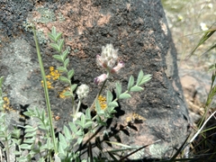 Astragalus andersonii