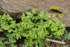 Euphorbia peplus