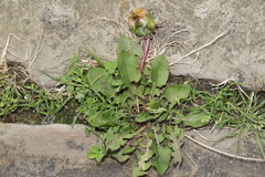 Taraxacum officinale