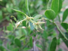 Vincetoxicum carnosum