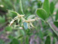 Vincetoxicum carnosum