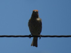 Haemorhous mexicanus