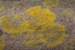Candelariella vitellina