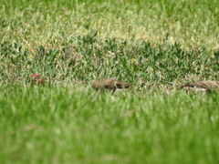 Haemorhous mexicanus