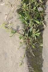 Poa annua
