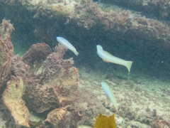 Ptereleotris monoptera