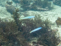 Ptereleotris monoptera