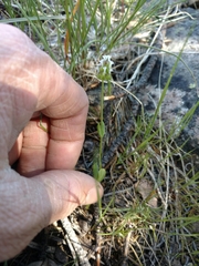 Plectritis macrocera macrocera