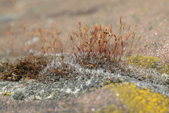 Tortula muralis