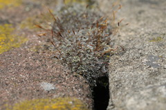 Tortula muralis