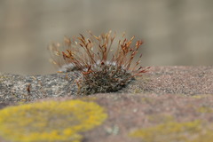 Tortula muralis