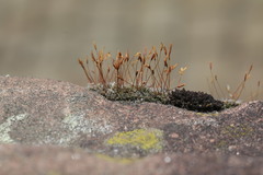 Tortula muralis